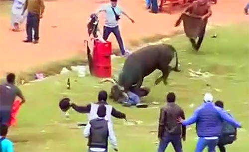 پیرو : میلے میں بپھرے بیل اور بھینسے تماشائیوں پر چڑھ دوڑے‘ 8 افراد شدید زخمی