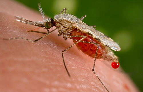 پاکستان میں ملیریا سے ہر سال 5 لاکھ افراد متاثر ہوتے ہیں: ماہرین صحت