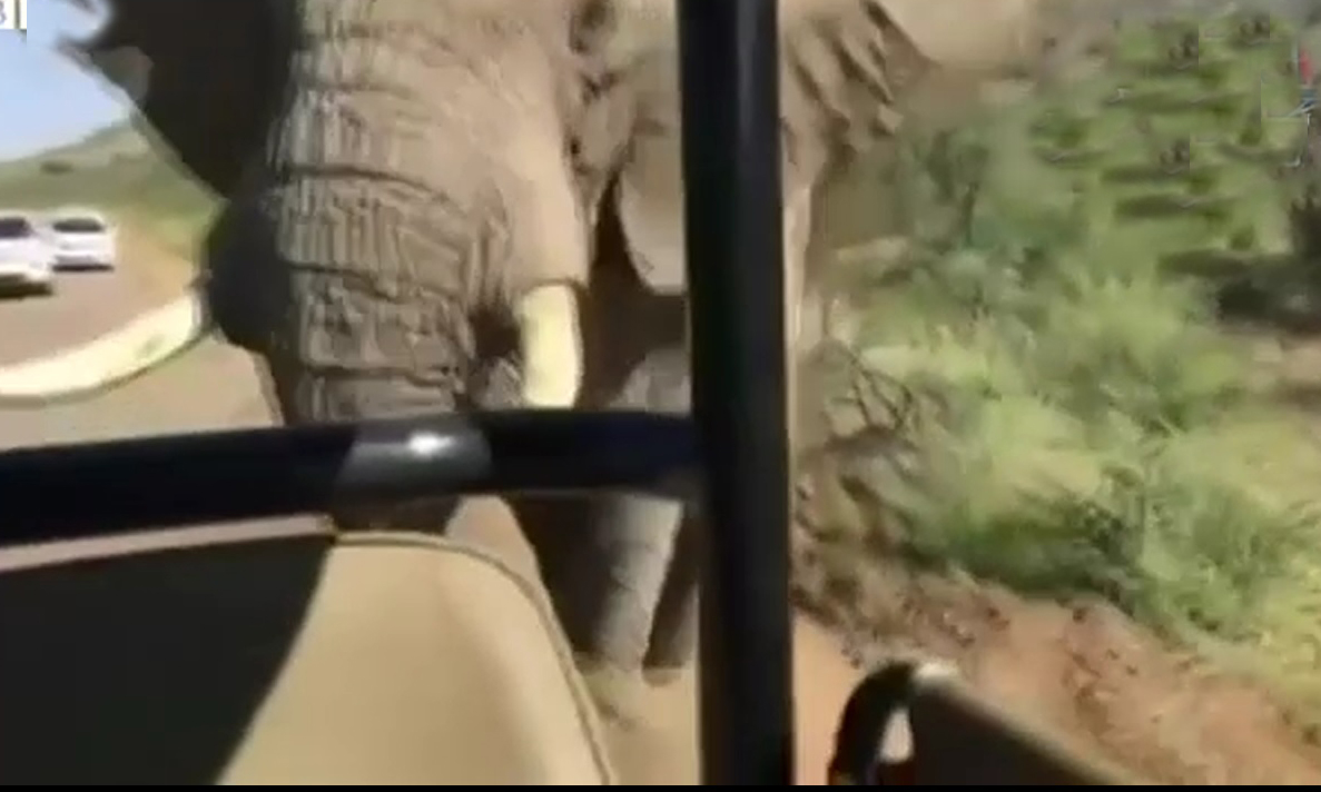 افریقی ہاتھی نے معروف ہالی ووڈ ہیرو آرنلڈ کی دوڑ لگوادی