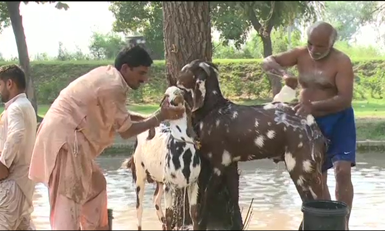 لاہور کی نہر قربانی کے جانوروں کا سروس سٹیشن بن گئی