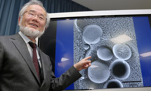 جاپانی ماہر حیاتیات نے خلیات پر تحقیقی کام کر کے طب کا نوبل انعام جیت لیا