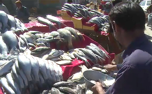 موسم سرما کا آغاز ہوتے ہی ملک بھر میں مچھلی کی مانگ میں اضافہ ہو گیا