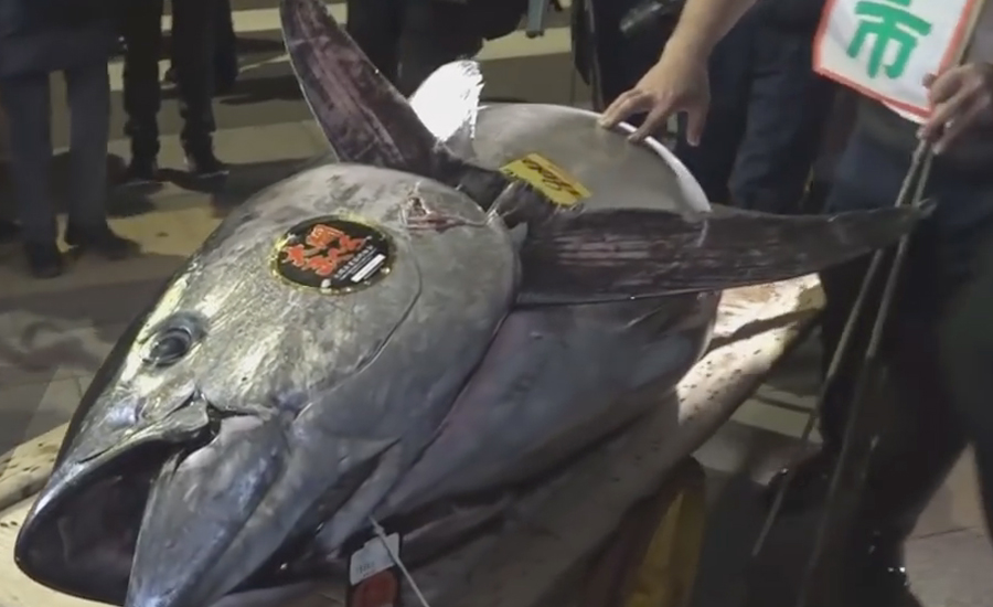 جاپان، دیو ہیکل مچھلیوں کی فروخت کامیلہ سج گیا