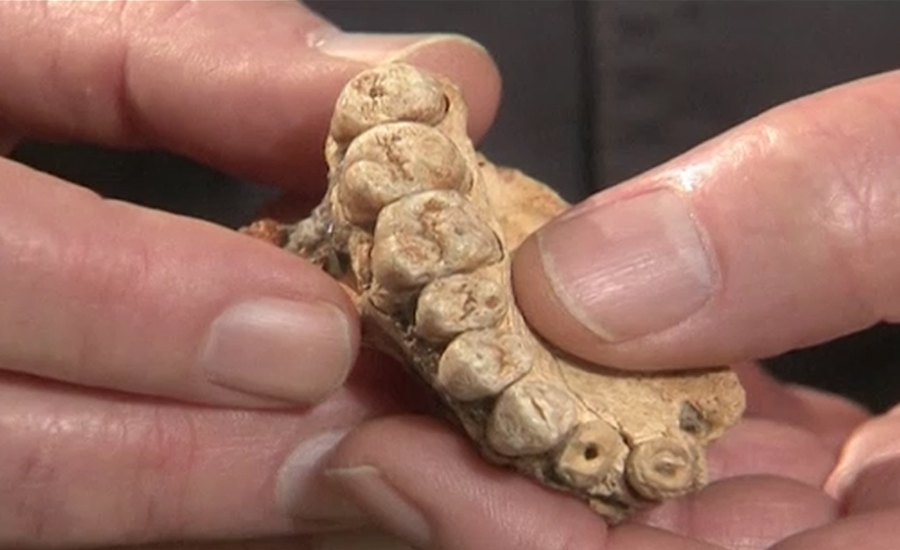 اسرائیل کی غار سے سات دانتوں پر مشتمل قدیم انسانی جبڑا دریافت
