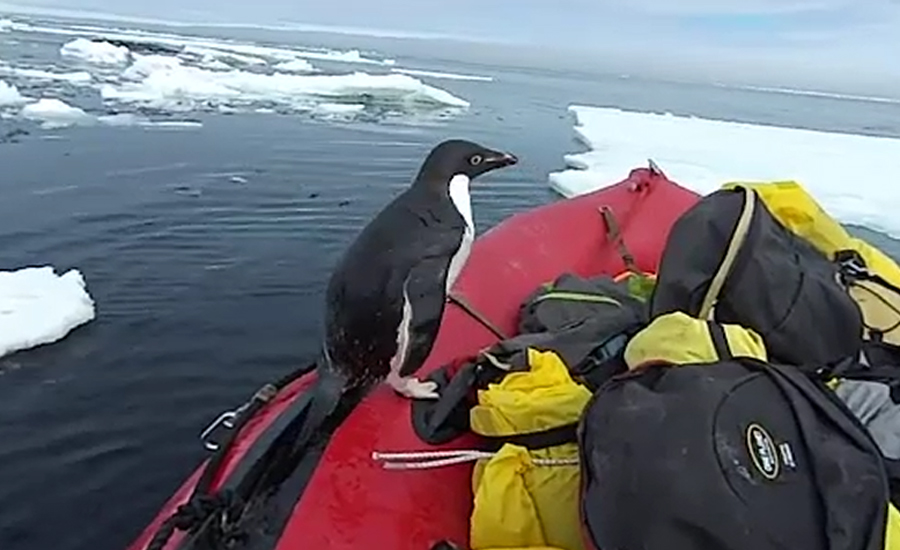 انٹارکٹیکا میں ریسرچ کرنیوالوں کو پینگوئن نے حیران کردیا