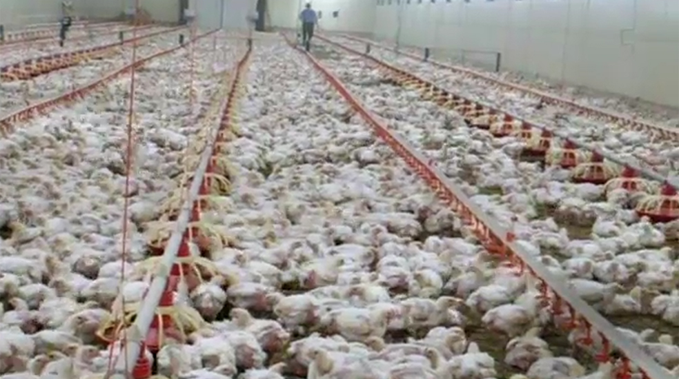 ملک بھر میں مرغی کی قیمتوں کی اونچی اڑان،شہری پریشان