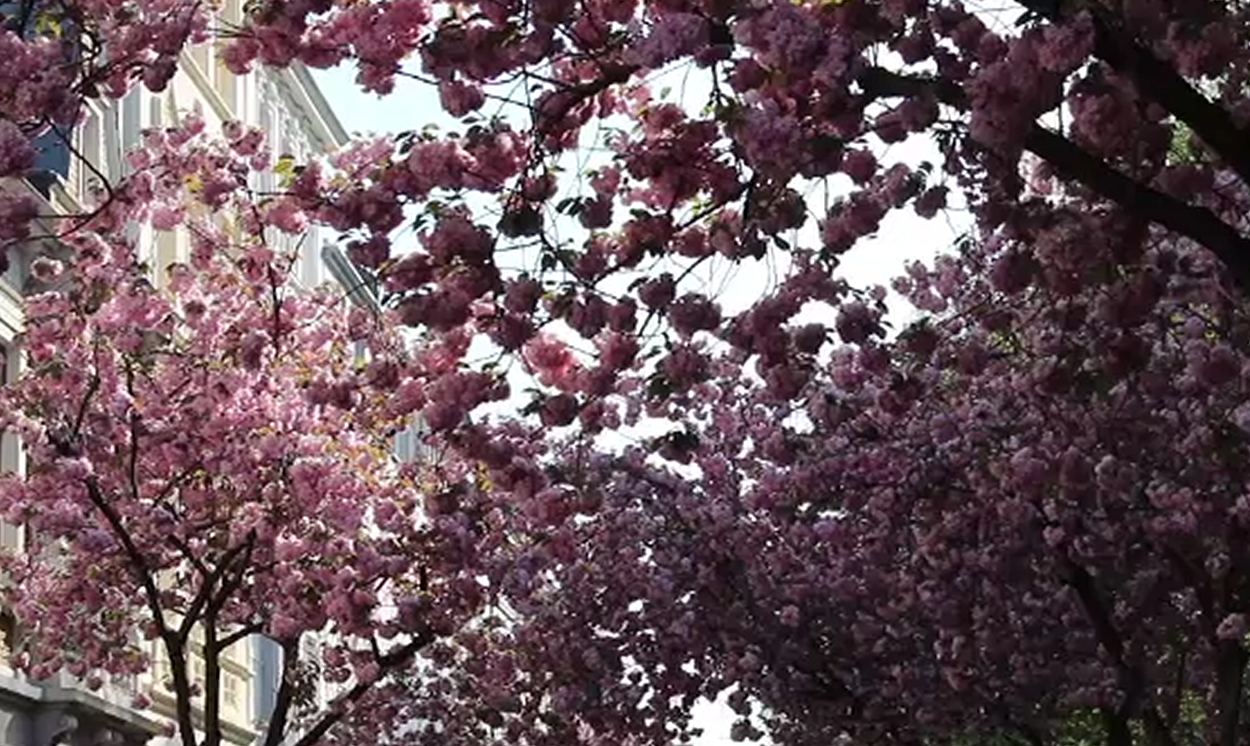 جرمنی کے شہر بون میں رنگا رنگ چیری بلوسم پھولوں نے سماں باندھ دیا