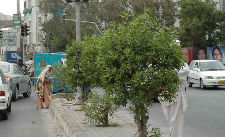 کراچی میں درختوں کی ٹارگٹ کلنگ،92 نیوز کے معاملہ اٹھانے پر انتظامیہ متحرک