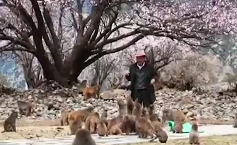 تبت ، بندروں سے محبت کرنے والا 69سالہ شخص