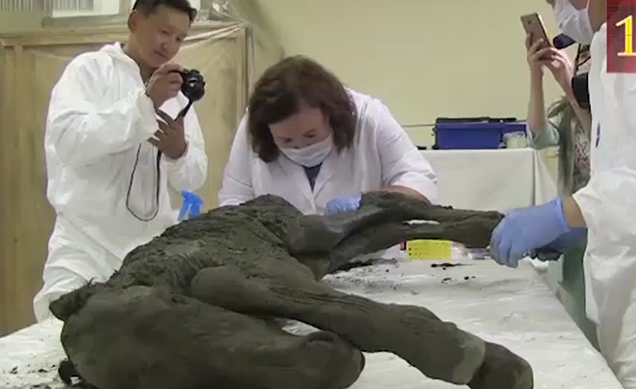 سائبیریا کے پہاڑوں سے چالیس ہزارسال پرانے گھوڑے کی لاش دریافت