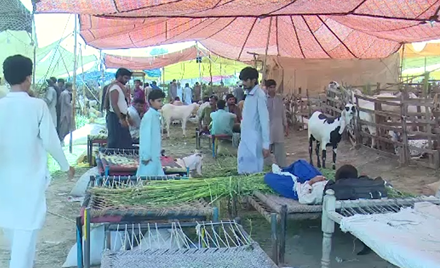 فیصل آباد، مویشی منڈیوں میں قربانی کےجانوروں کا رش لگ گیا
