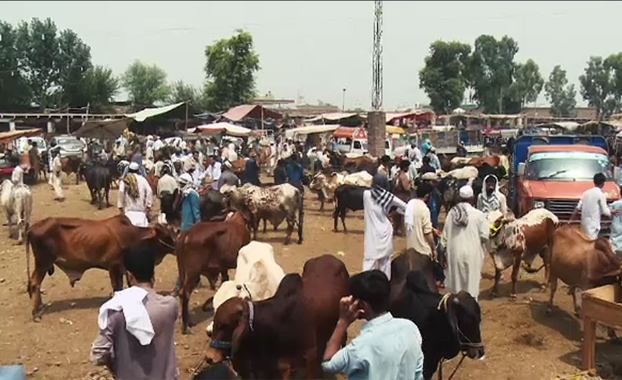 پشاور میں مویشی منڈیاں سجنا شروع ہو گئی