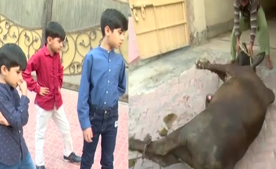 کراچی میں جانوروں کی قربانی کا سلسلہ جاری،بچے اداس ہوگئے