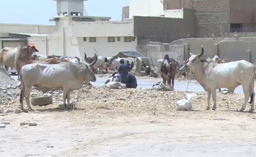 کوئٹہ ، عالمو چوک پر منڈی میں بھاگ ناڑی اور جیکب آباد کے بیلوں کی دھوم