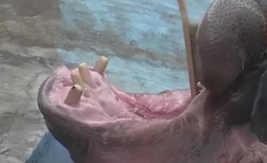 چین کے چڑیاگھر میں دریائی گھوڑے کے دانتوں کی صفائی