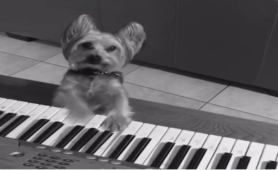 پیانو کی دھنیں بکھیرنے والا کتا