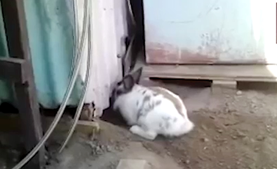 خرگوش میاں کی بی مانو کی جان بچانے کی ویڈیووائرل ہو گئی