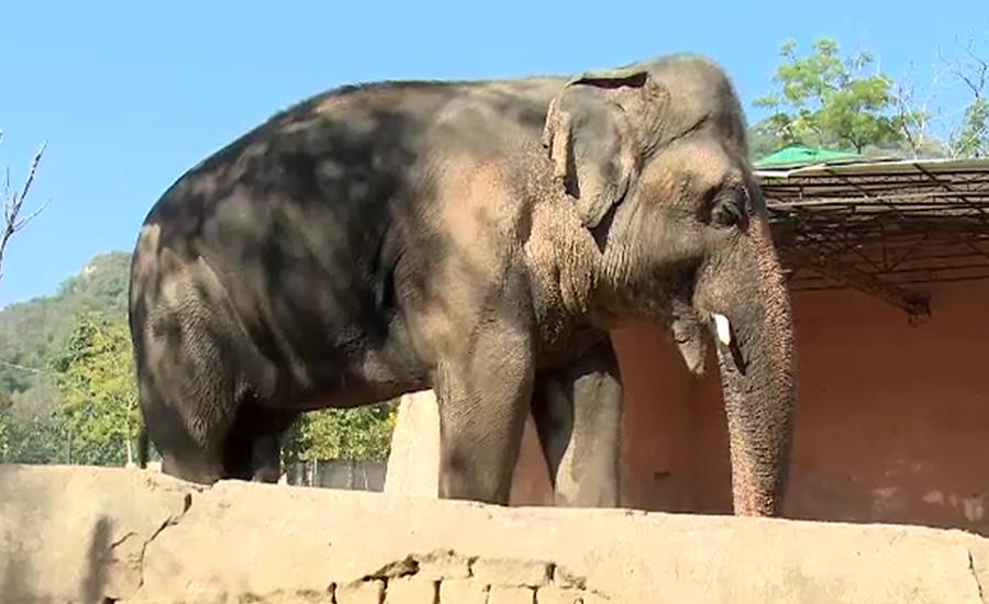 اسلام آباد چڑیاگھر کے ہاتھی کو علاج کیلئے بیرون ملک بھیجنے کا مطالبہ
