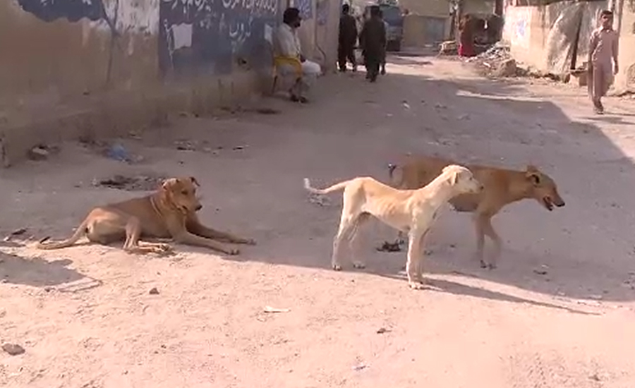 کراچی ،شہر میں  آوارہ کتوں کی بھرمار ،خواتین کا باہر نکلنا محال ہوگیا