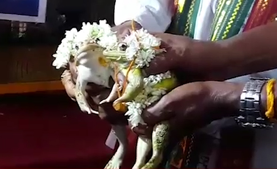 کرناٹکا میں بارش کیلئے دومینڈکوں کی شادی