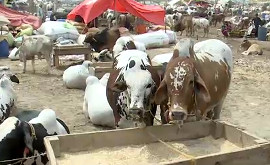 کراچی میں ایشیا کی سب سے بڑی مویشی منڈی سج گئی