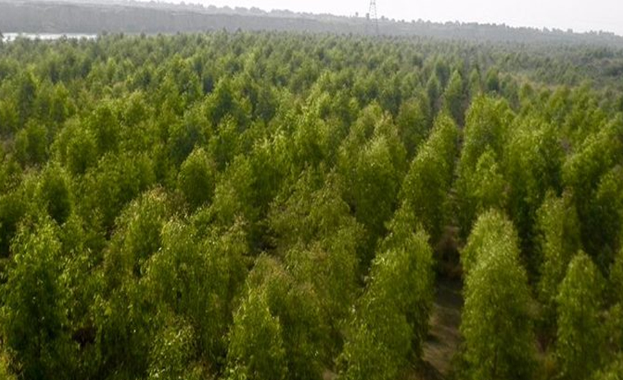 ملک میں10ارب درخت لگانے کامنصوبہ