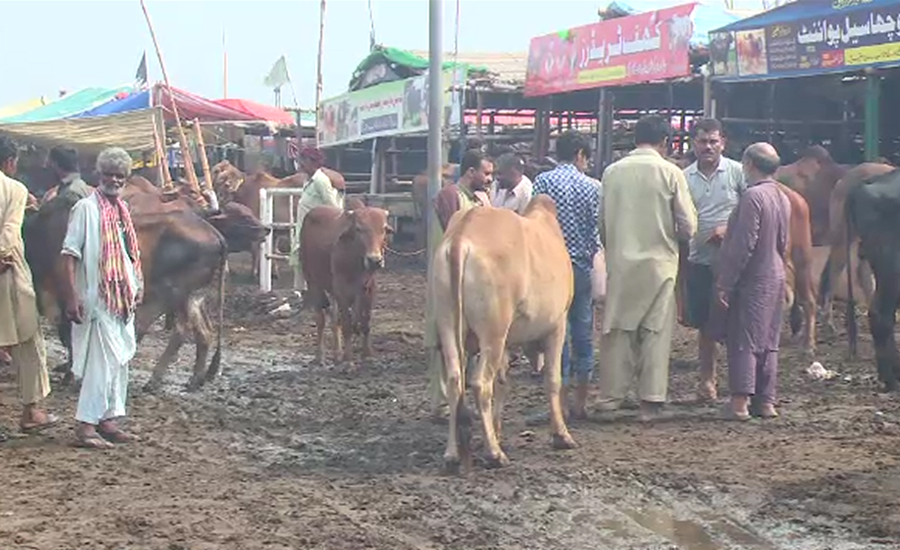 شاہ پور کانجراں منڈی میں بکرے اور بیل پہنچادیے گئے ‏
