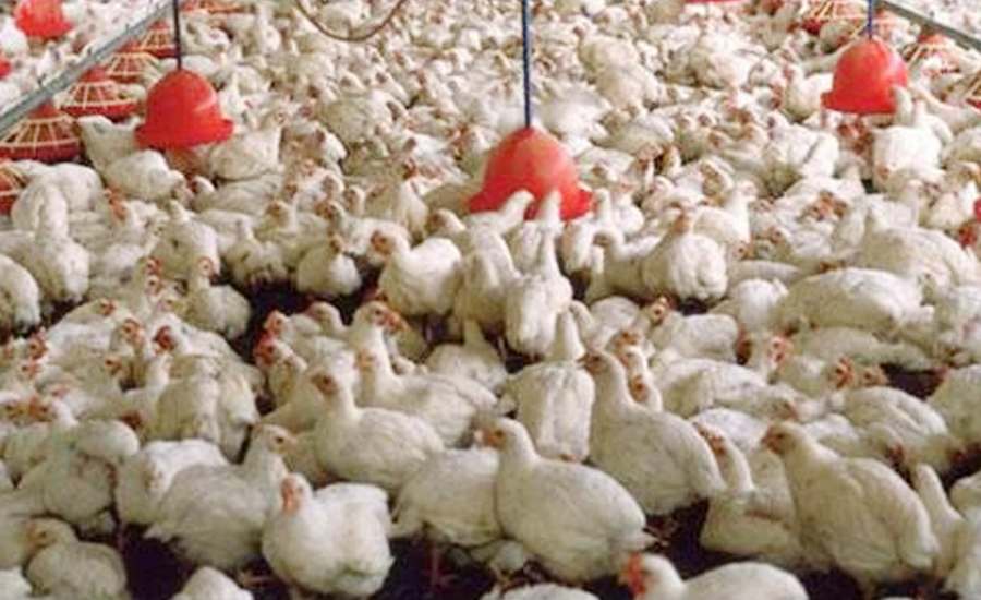 مرغی کے گوشت کی قیمتیں آسمان سے باتیں کرنے لگیں