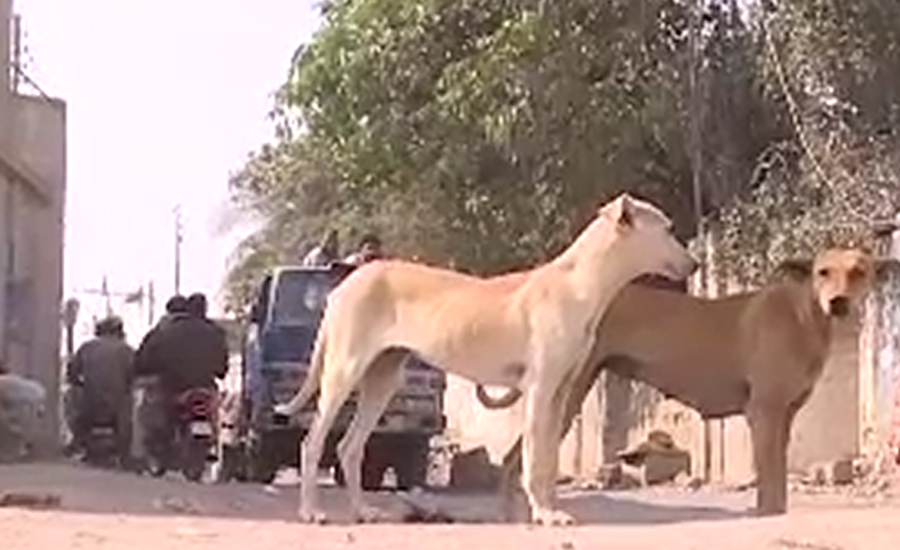 سندھ میں  آوارہ کتے تلف کرنیکا منصوبہ تیار