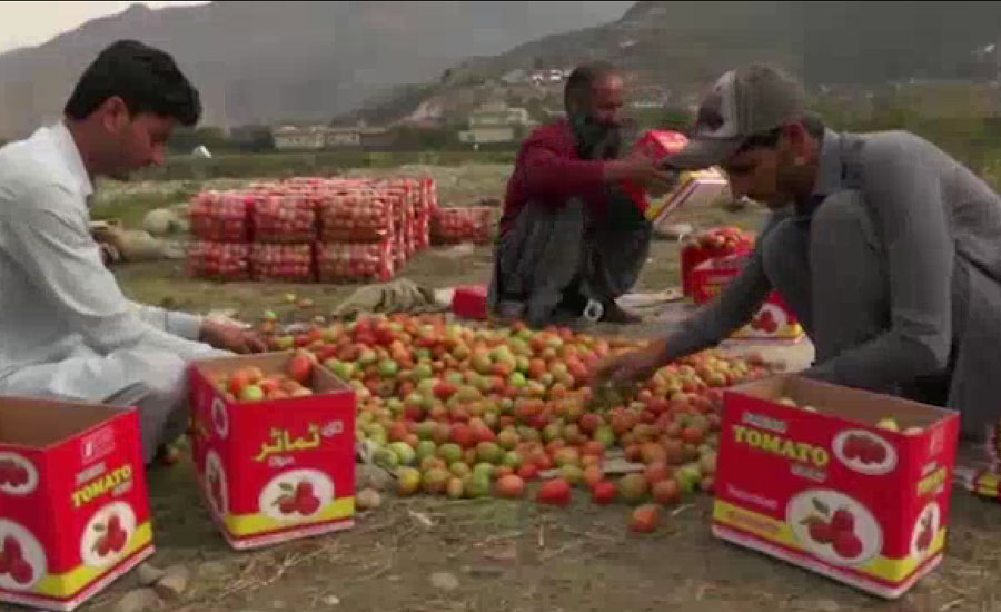سوات میں لال ٹماٹر کی نئی فصل تیار، مارکیٹ میں پہنچتے ہی قیمتوں میں نمایاں کمی کی توقع