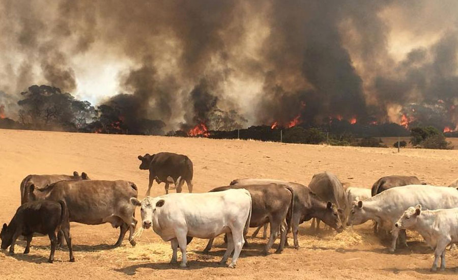 آسٹریلوی جنگلات میں آگ بے قابو، سابق وزیراعظم شعلوں کو بجھانے کے مشن میں شامل