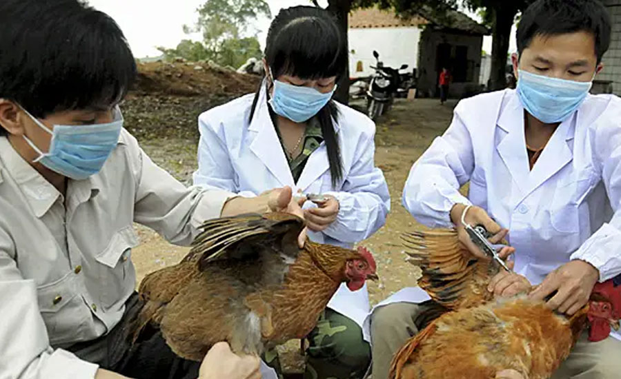 کرونا وائرس کے بعد چینی صوبہ ہونان میں برڈ فلو پھوٹ پڑا