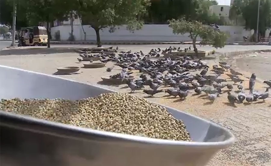 کورونا وائرس سے کراچی میں بسیرا کرنے والے کبوتر دانے دانے کو ترسنے لگے