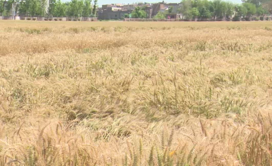 پنجاب میں گندم کی فصل کو شدید نقصان کا خدشہ