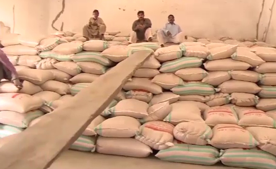 سرکاری سطح پر 10 لاکھ ٹن سے زائد گندم کی خریداری مکمل