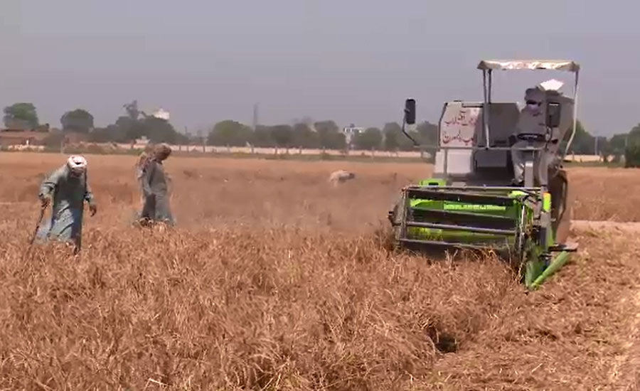 فیصل آباد میں بھی بارشوں سے گندم کی پیداوار شدید متاثر