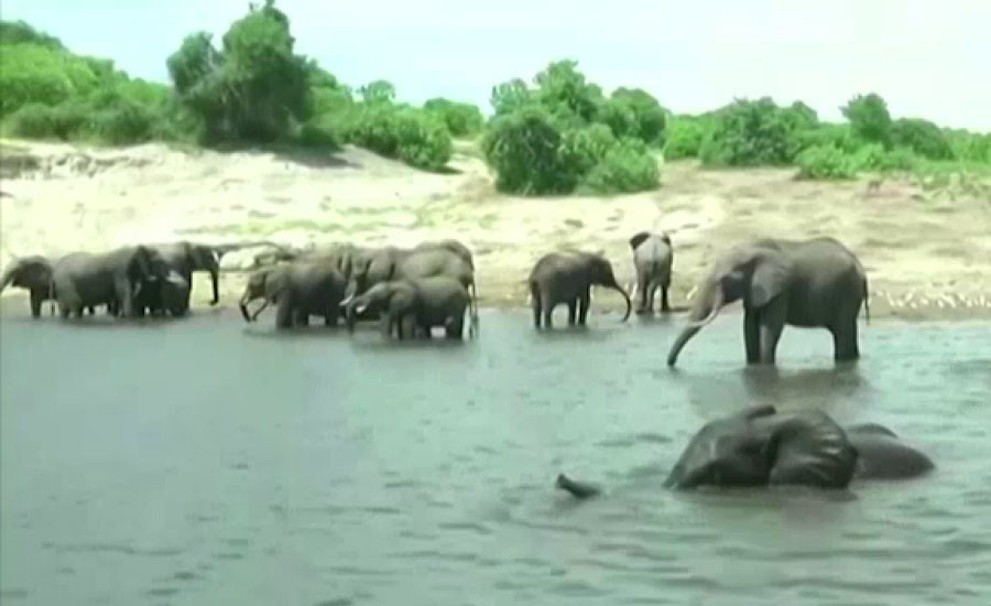 افریقی ملک بوٹسوانا میں دو ماہ کے دوران تین سو ساٹھ ہاتھی ہلاک