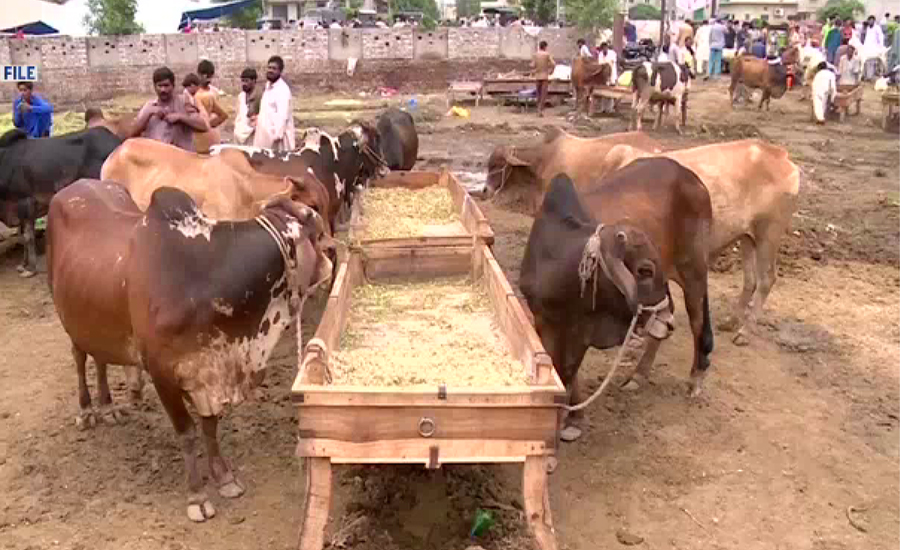 لاہور میں 14 مقامات پر مویشی منڈیاں لگانے کی تیاریاں مکمل