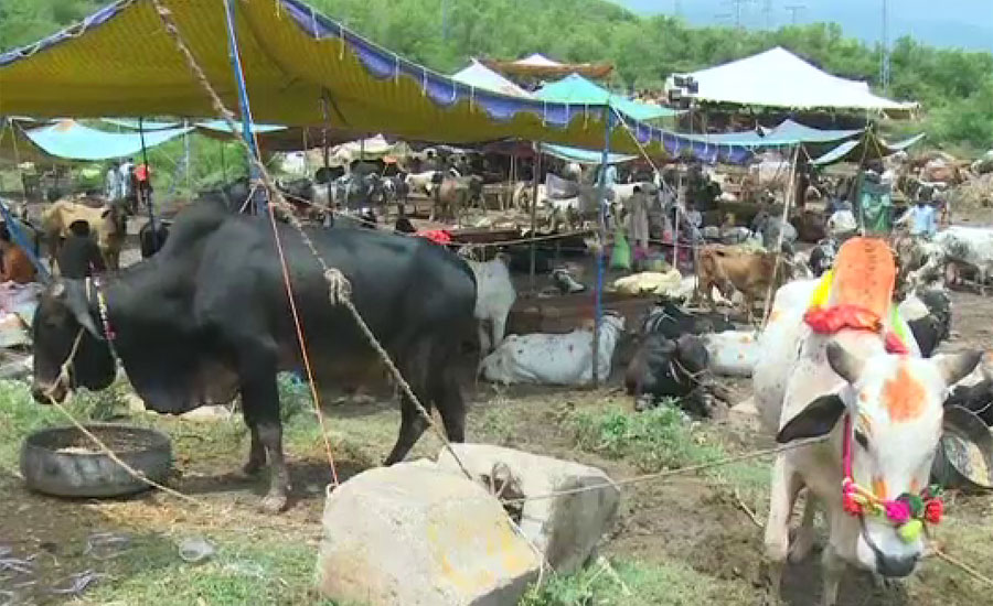 سنت ابراہیمی کی ادائیگی کیلئے عوام کی بڑی تعداد مویشی منڈیوں میں موجود