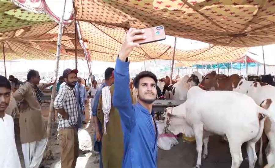 حیدر آباد میں عید قرباں کیلئے مویشی منڈی قائم کردی گئی