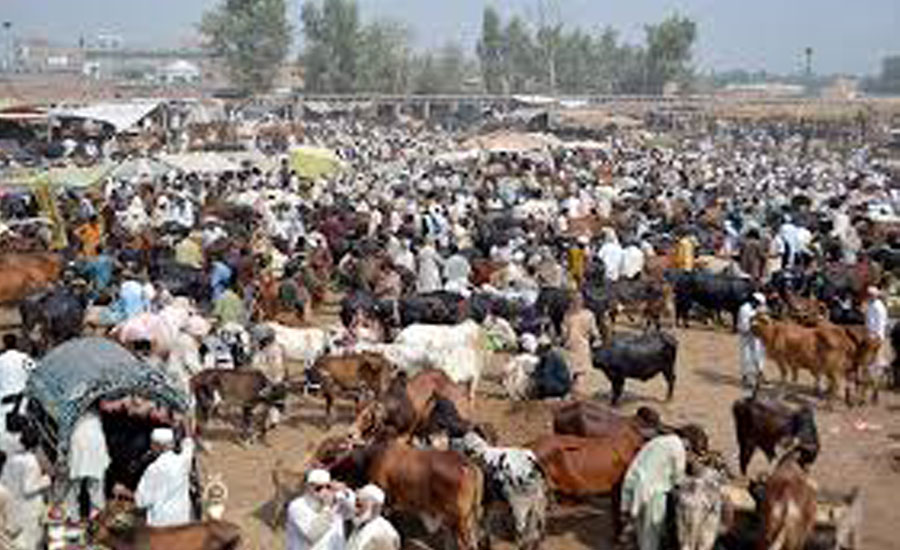 شہر اقتدار میں عید قرباں کیلئے مویشی منڈیوں میں ایس او پیز پرعملدرآمد نہ ہوسکا