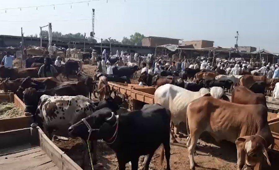 پشاور میں حکومتی گائیڈ لائنز کی خلاف ورزی، مویشی منڈیاں سجا دی گئیں