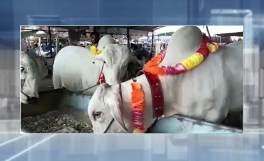 شاہ پور کانجراں منڈی میں سفید بیلوں کی دھوم، قیمت 20 لاکھ