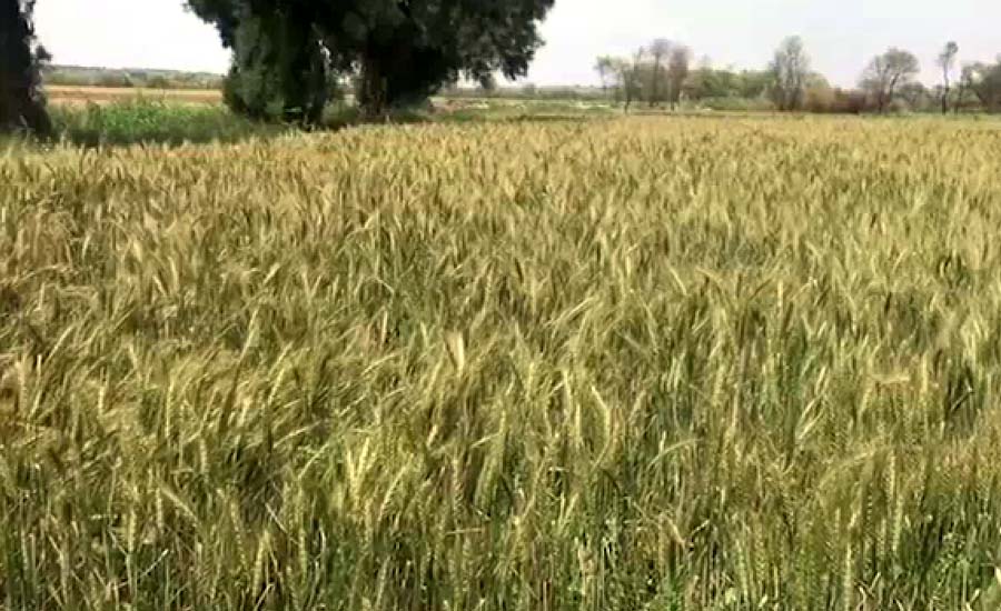 محکمہ زراعت پنجاب نے گندم کے کاشتکاروں کیلئے ایڈوائزری جاری کر دی
