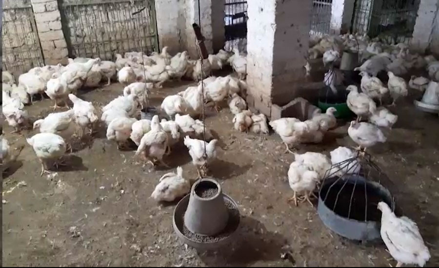 پشاور میں چکن کی قیمت ایک ہفتے میں 30 روپے فی کلو بڑھ گئی