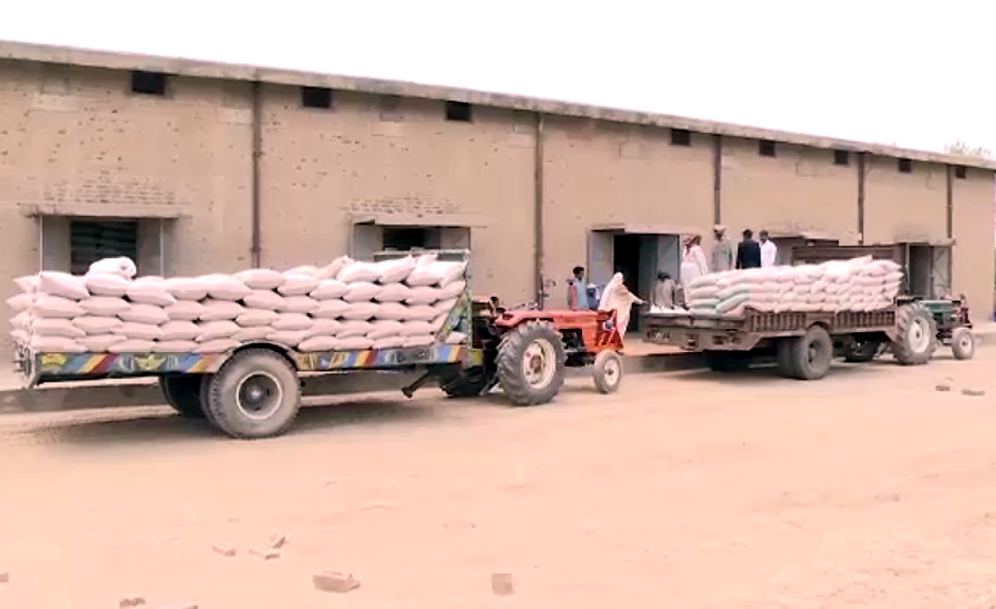 سندھ حکومت نے گندم کی امدادی قیمت کم کرنے سے انکار کر دیا