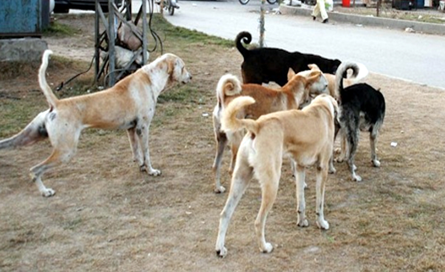 میرپور ماتھیلو میں آوارہ کتوں نے تین بچوں کو نوچ ڈالا ، ایک جاں بحق