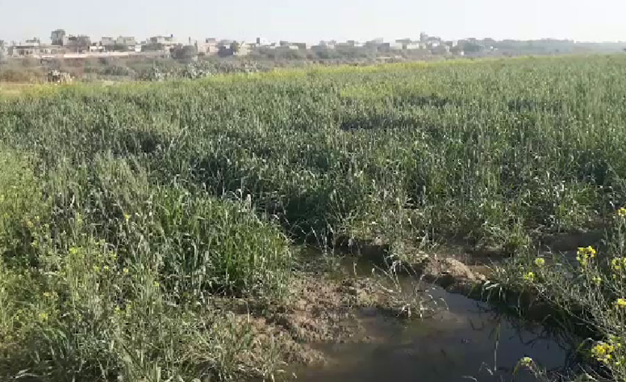 سندھ ہائیکورٹ کے ایکشن کے باوجود ملیر میں سیوریج کے پانی سے سبزیوں کی کاشت جاری