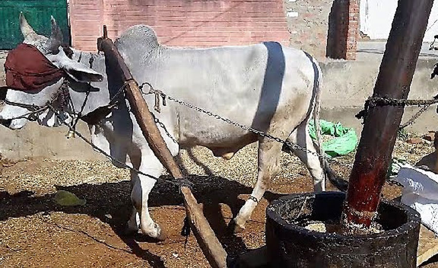 جدید دور میں بھی گاؤں دولت پور میں بیلوں کی مدد سے سرسوں کا تیل نکالنے کا طریقہ رائج