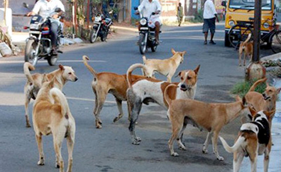 سندھ میں کتوں کے کاٹنے کے واقعات، ہائیکورٹ نے صورتحال غیر تسلی بخش قرار دیدی